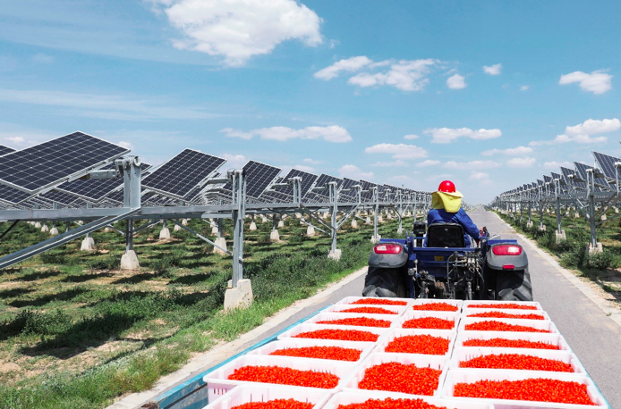 Employee transporting Goji berries in the solar field