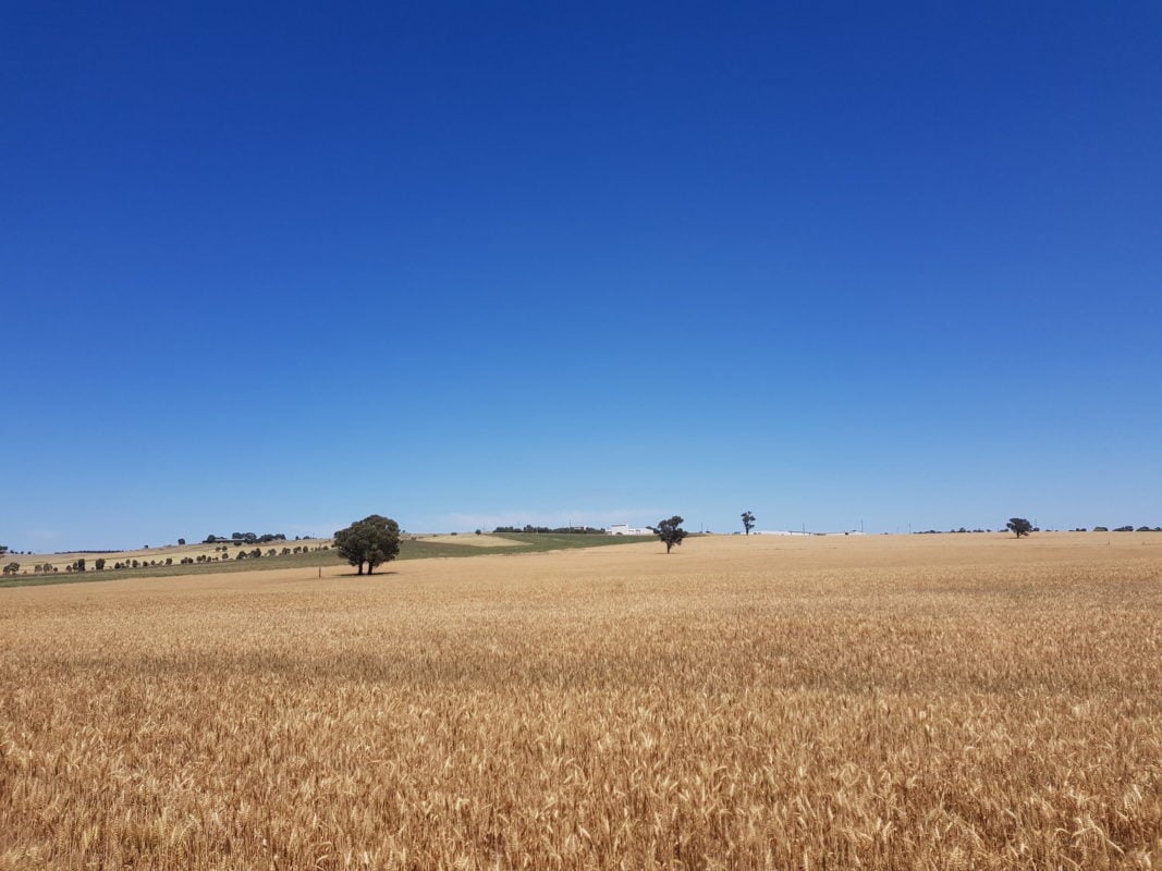 The Bomen Solar Farm is being developed by Sydney-based Spark Infrastructure and is due to be operational by mid-2020. Source: Spark Infrastructure